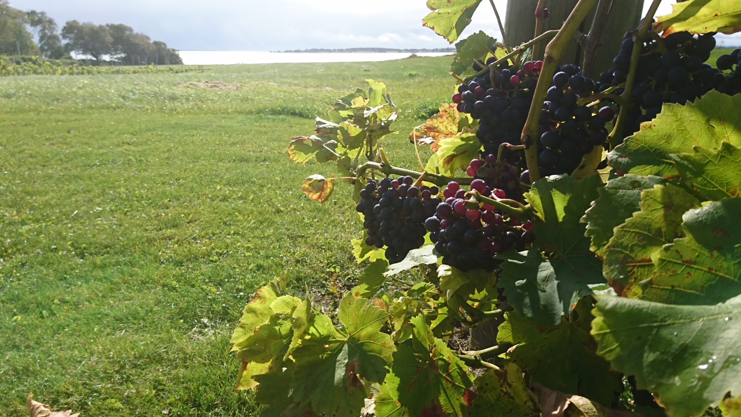 Dansk Vin fra Fyn, Kimesbjerggaard Vingård