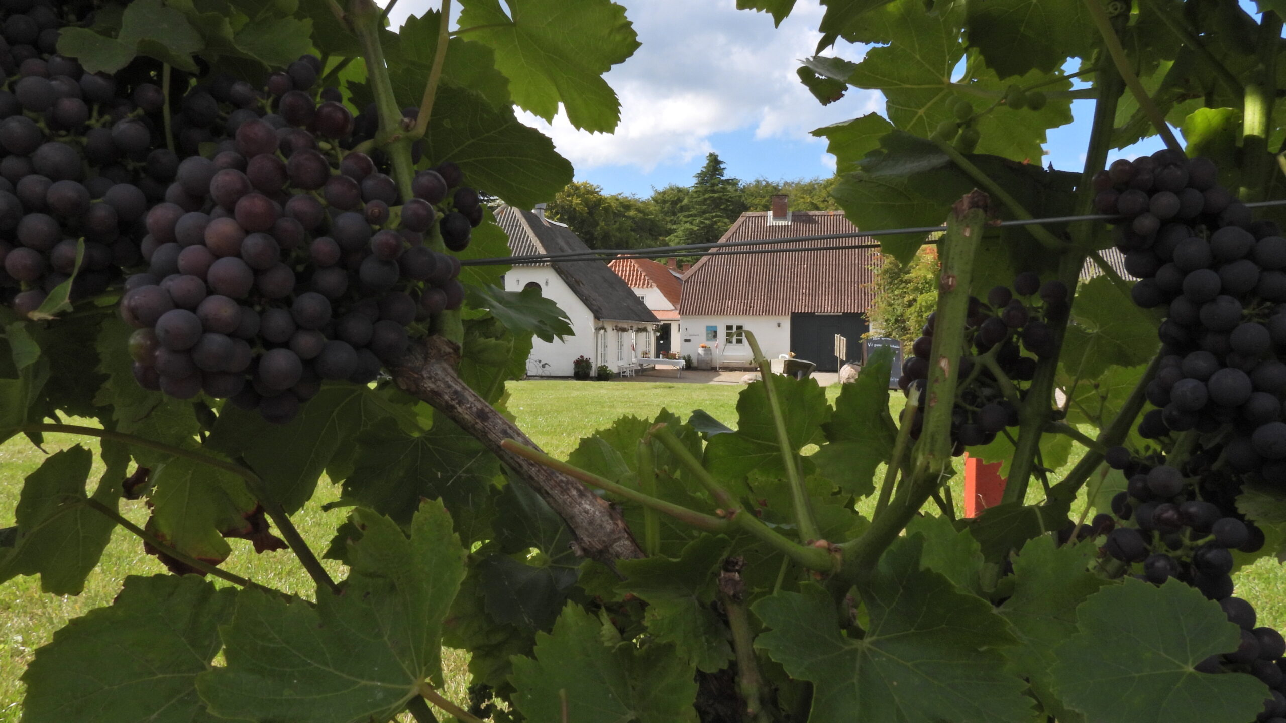 Velkommen til Kimesbjerggaard Vingård - www.vinfrafyn.dk